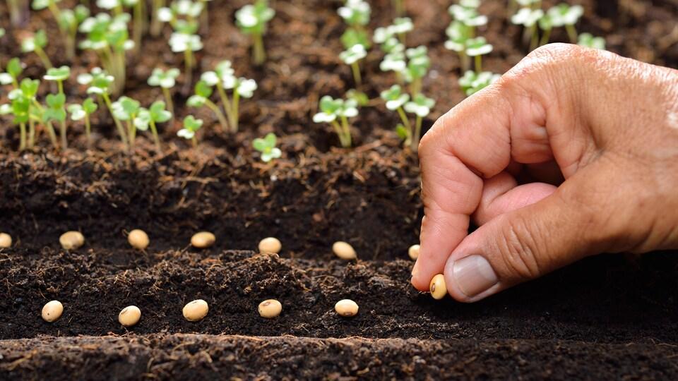 jardinage-semences-semis-plantes